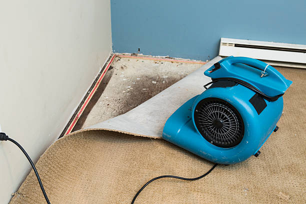Best Flood damage cleanup  in Lake Panasoffkee, FL